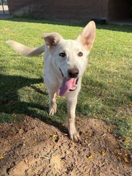 STARLIGHT -  German Shepherd Dog and Mixed Breed Dog for Adoption in Blythe, California - STARLIGHT | PetCurious