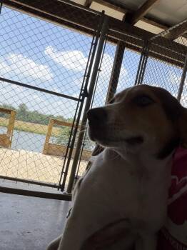 Mabel -  Hound Dog for Adoption in Linton, Indiana - Mabel | PetCurious