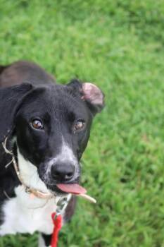 Lottie -  Labrador Retriever Dog for Adoption in Statesville, North Carolina - Lottie | PetCurious