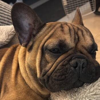 Tater -  French Bulldog Dog for Adoption in Calgary, Alberta - Tater | PetCurious