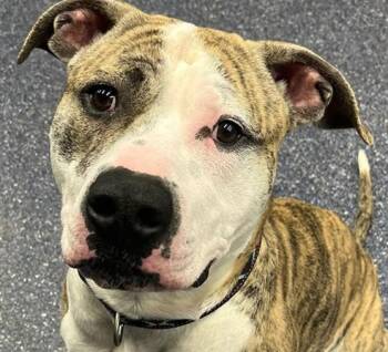 BISCUIT -  Pit Bull Terrier and Mixed Breed Dog for Adoption in Anchorage, Alaska - BISCUIT | PetCurious