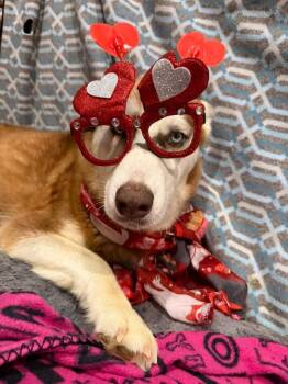 Husky Dogs Available for Adoption - Penny | PetCurious