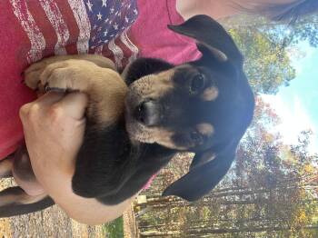 Rescue Labrador Retriever and Australian Cattle Dog Blue Heeler Dogs for Adoption in York, South Carolina - Forest | PetCurious