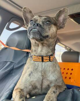 Truffles -  Chihuahua and French Bulldog Dog for Adoption in Pompano Beach, Florida - Truffles | PetCurious