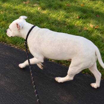 Thor -  Pit Bull Terrier Dog for Adoption in Uniontown, Pennsylvania - Thor | PetCurious