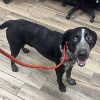 Henry -  Mixed Breed Dog for Adoption in Henderson, Kentucky - Henry | PetCurious
