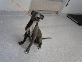 Rescue Pit Bull Terrier and Mixed Breed Dogs for Adoption in Pasadena, Texas - BAILEY | PetCurious