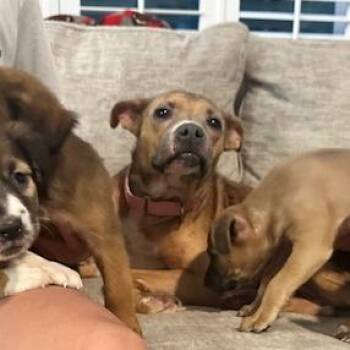 Flower -  Australian Shepherd Dog for Adoption in Dayton, Ohio - Flower | PetCurious