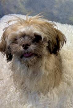 Shiitake -  Shih Tzu Dog for Adoption in Richmond, Texas - Shiitake | PetCurious