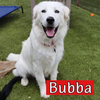 Great Pyrenees and Golden Retriever Dogs Available for Adoption in Fort Worth, Texas - Bubba Or Sis | PetCurious