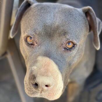 American Staffordshire Terrier Dogs Available for Adoption - Alika | PetCurious