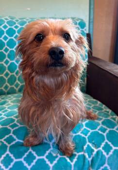 Yorkshire Terrier Dogs Available for Adoption in Pacolet, South Carolina - Sophie Mar 26 | PetCurious