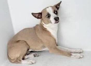 Chihuahua and Mixed Breed Dogs Available for Adoption in Houston, Texas - A654252 | PetCurious