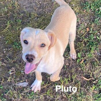 Labrador Retriever Dogs Available for Adoption in Glocester, Rhode Island - Pluto | PetCurious