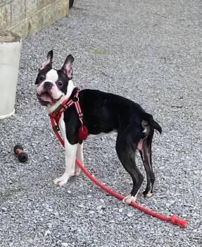 Boston Terrier Dogs Available for Adoption - Gandolf Grey KY4840 | PetCurious