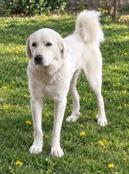 Abigail -  Great Pyrenees Dog for Adoption in Midway, Utah - Abigail | PetCurious