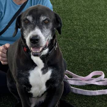Fred -  Basset Hound and Labrador Retriever Dog for Adoption in Bradenton, Florida - Fred | PetCurious
