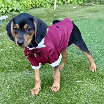 Scotch 22596 -  Dachshund and Black And Tan Coonhound Dog for Adoption in Cumming, Georgia - Scotch 22596 | PetCurious