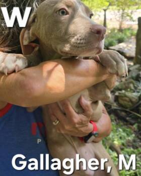 Gallagher -  Mixed Breed Dog for Adoption in Parma, Ohio - Gallagher | PetCurious