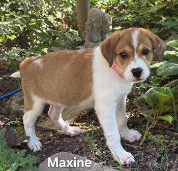 PUPPY MAXINE -  Great Pyrenees Dog for Adoption in Franklin, Tennessee - PUPPY MAXINE | PetCurious
