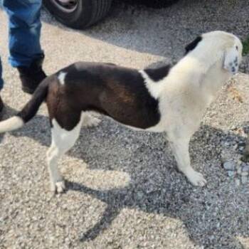 Dublin -  Mixed Breed Dog for Adoption in Erie, Pennsylvania - Dublin | PetCurious