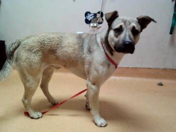 German Shepherd Dog and Mixed Breed Dogs Available for Adoption in Martinez, California - BUGS BUNNY | PetCurious