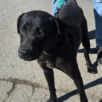 Brooks -  Mixed Breed and Labrador Retriever Dog for Adoption in Ballston Spa, New York - Brooks | PetCurious