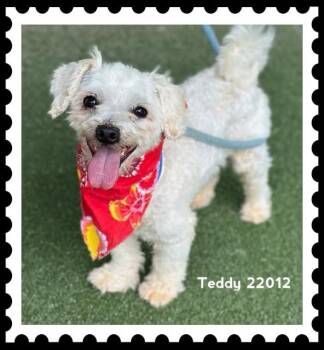 TEDDY -  Poodle Dog for Adoption in Marietta, Georgia - TEDDY | PetCurious