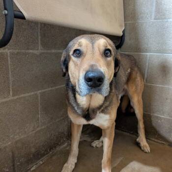 Beethoven -  German Shepherd Dog Dog for Adoption in Anderson, Texas - Beethoven | PetCurious