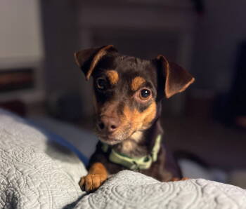 Rescue Chihuahua and Rat Terrier Dogs for Adoption - Canie *Arriving 12/5* | PetCurious