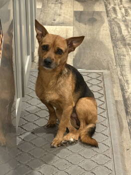 Rescue Chihuahua Dogs for Adoption in Mount Pleasant, South Carolina - Chuck | PetCurious