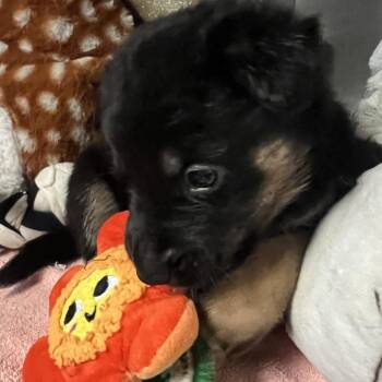 German Shepherd Dog Dogs Available for Adoption in Austin, Texas - Sputnik | PetCurious