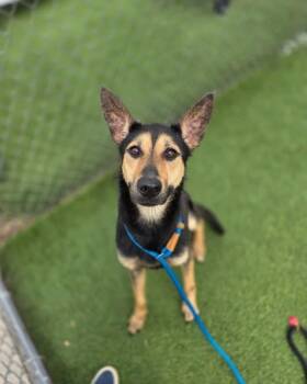 German Shepherd Dog Dogs Available for Adoption in Brewster, New York - Maisy (SC) | PetCurious