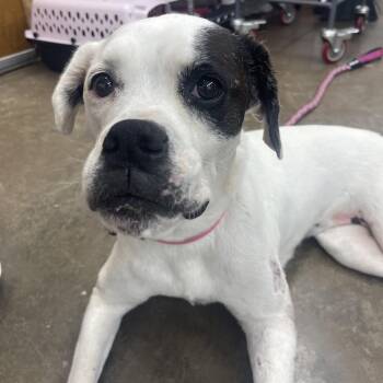 Adrianne -  Boxer and English Bulldog Dog for Adoption in Valdosta, Georgia - Adrianne | PetCurious