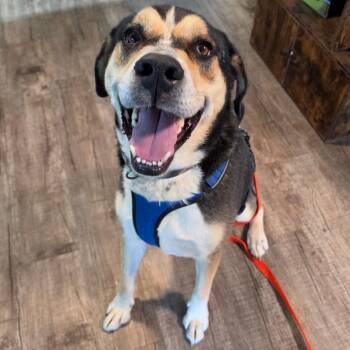 Hank -  Mixed Breed Dog for Adoption in Jefferson City, Tennessee - Hank | PetCurious