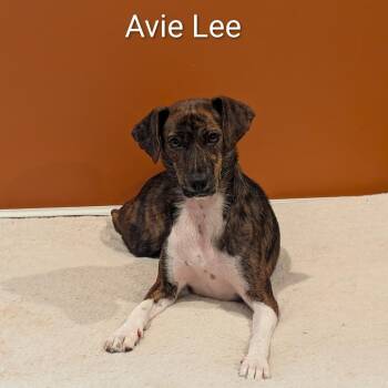 Avie Lee -  Mixed Breed Dog for Adoption in Marion, Illinois - Avie Lee | PetCurious