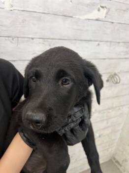 SAIRA -  Labrador Retriever Dog for Adoption in San Bernardino, California - SAIRA | PetCurious