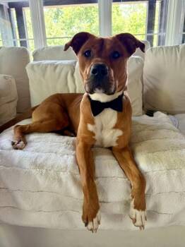 PEANUT BUTTER -  Pit Bull Terrier Dog for Adoption in Charlotte, North Carolina - PEANUT BUTTER | PetCurious