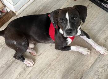 Rescue Beagle and Boston Terrier Dogs for Adoption in Waldorf, Maryland - Mason Onslow | PetCurious