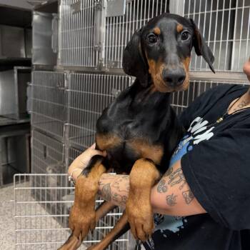 BJ -  Doberman Pinscher Dog for Adoption in Northbrook, Illinois - BJ | PetCurious