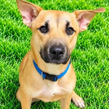 Fred -  Shepherd Dog for Adoption in Battle Creek, Michigan - Fred | PetCurious