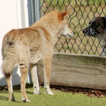 Shiba Inu and Mixed Breed Dogs Available for Adoption in Largo, Florida - Mochi | PetCurious