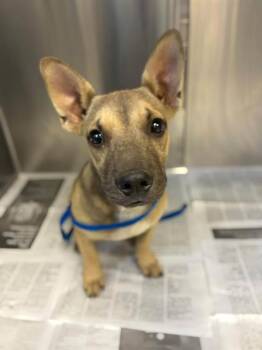 A256059 -  French Bulldog and Mixed Breed Dog for Adoption in Visalia, California - A256059 | PetCurious