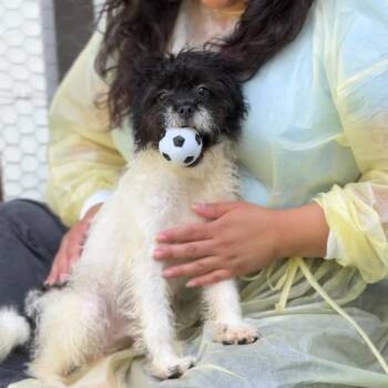 Terrier Dogs Available for Adoption - Jesse A2258002 | PetCurious