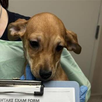Boca -  Chihuahua and Mixed Breed Dog for Adoption in Tempe, Arizona - Boca | PetCurious