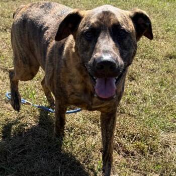 Rescue Mixed Breed Dogs for Adoption in York, Pennsylvania - Banzai | PetCurious