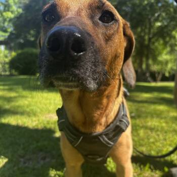 Redbone Coonhound and Black Mouth Cur Dogs Available for Adoption in Pass Christian, Mississippi - Beth | PetCurious