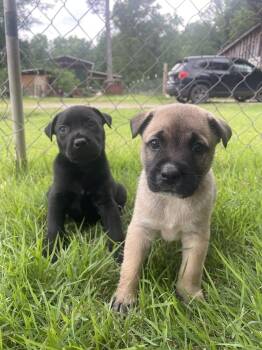 Jupiter -  Golden Retriever and German Shepherd Dog Dog for Adoption in Newnan, Georgia - Jupiter | PetCurious