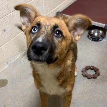 Apollo -  German Shepherd Dog and Husky Dog for Adoption in Palestine, Texas - Apollo | PetCurious