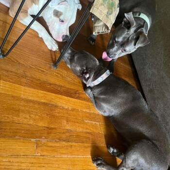 Baby Girl -  American Staffordshire Terrier Dog for Adoption in Memphis, Tennessee - Baby Girl | PetCurious